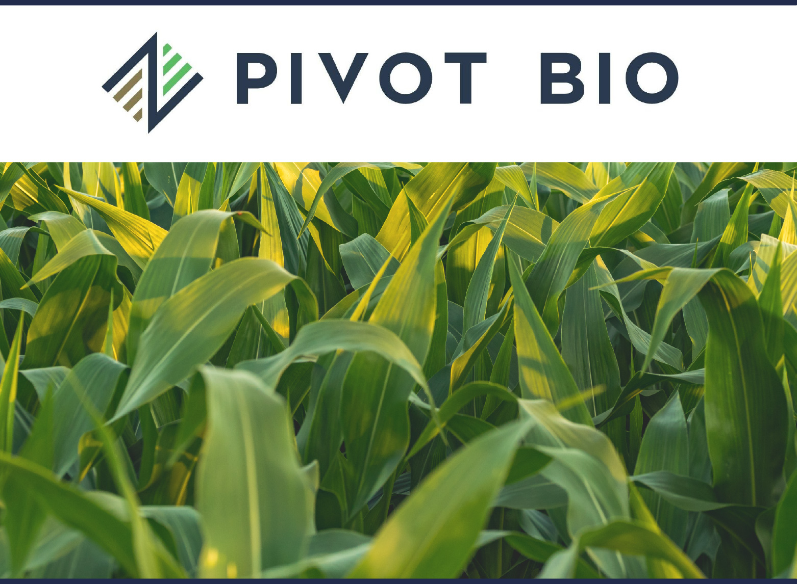 Pivot Bio logo displayed on a field of corn